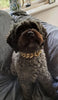 Bling Pet Collar/Necklace