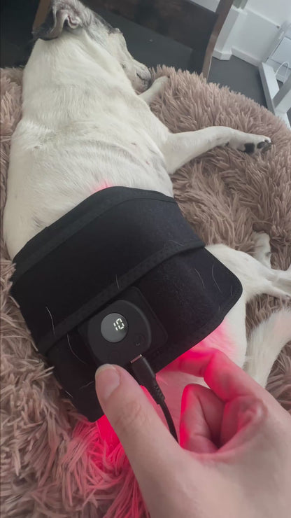 Furrico Red Light Therapy Belt For Senior Dogs